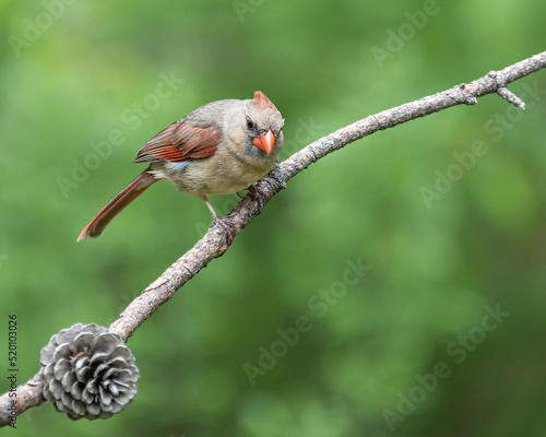 Female northern cardinal perching on branch looking at the camera
