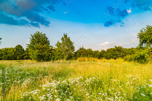 meadow with flowers © Konstantin