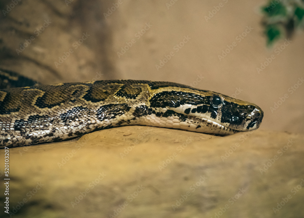 Close up of a snake Close up of a snake