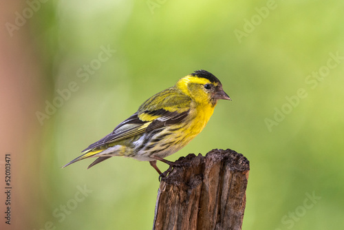 Eurasian siskin - Spinus spinus - perched with colorful background. Photo from Kaamanen, Lapland in Finland