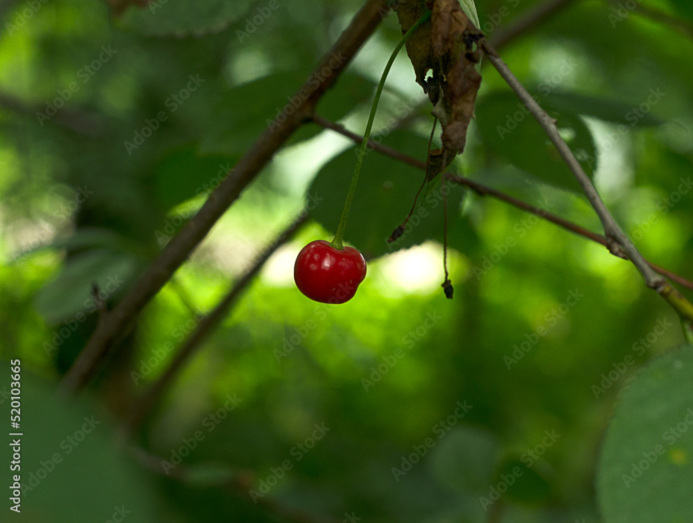 one small cherry hanging in green foliage one small cherry hanging in green foliage