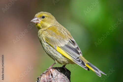  European greenfinch - Chloris chloris - perched with light green background. Photo from Kaamanen, Lapland in Finland.