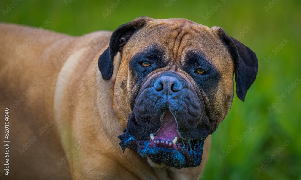 2022-07-28 LARGE BULLMASTIFF LOOKING STRAIGHT INTO THE CAMERA WITH NICE EYES MOUTH OPEN WITH A BLURRY BACKGROUND