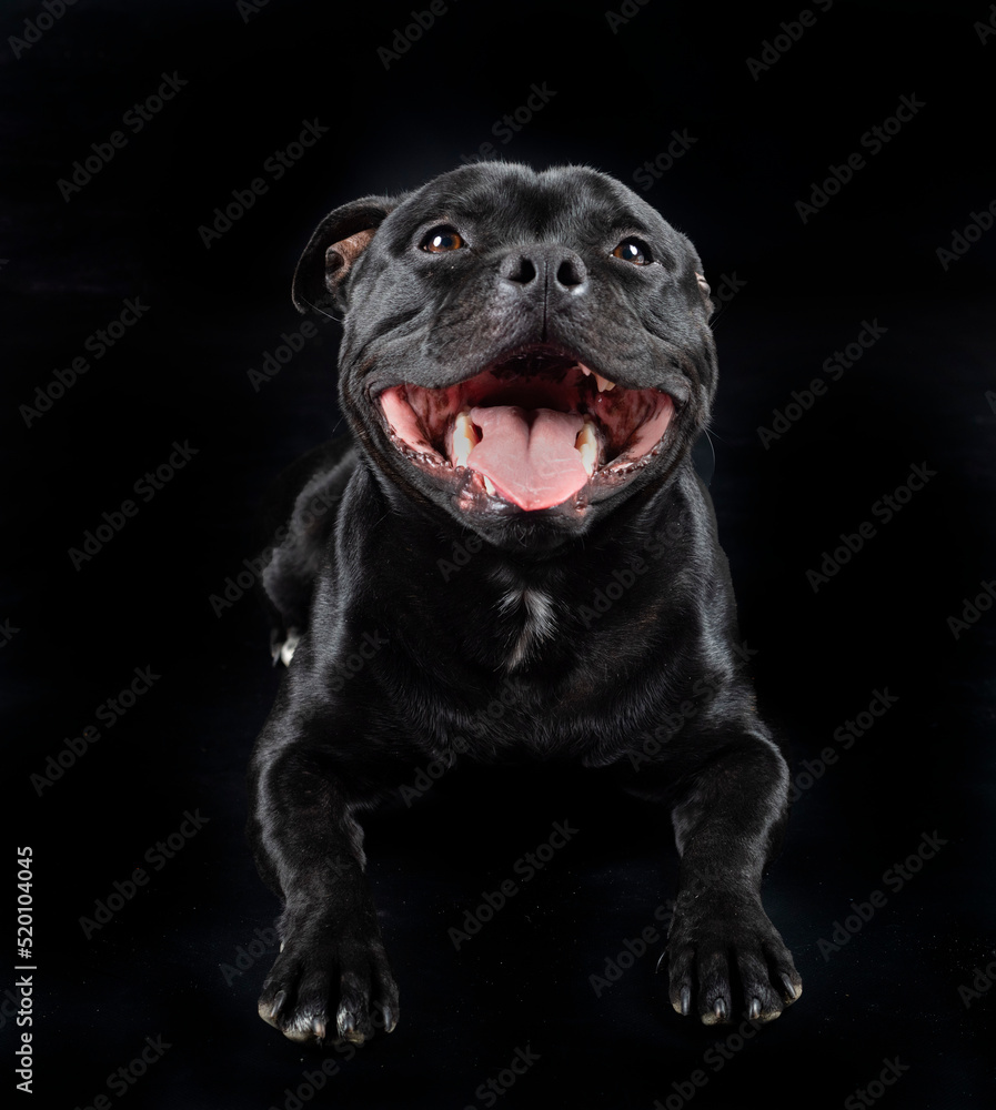 Obraz premium staffordshire bull terrier