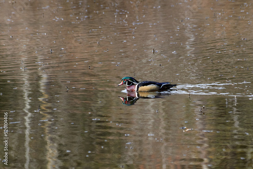 Wood Duck Goes Swimming