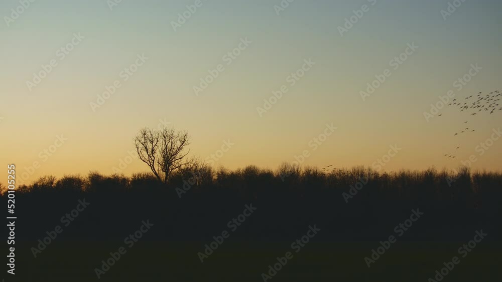 Geese in Flight over a field at Sunset Geese in Flight over a field at Sunset