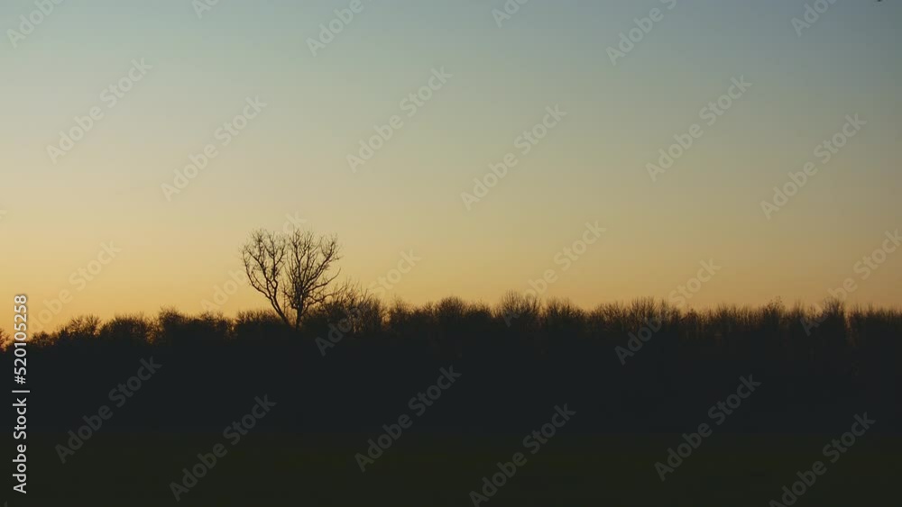 Geese in Flight over a field at Sunset Geese in Flight over a field at Sunset