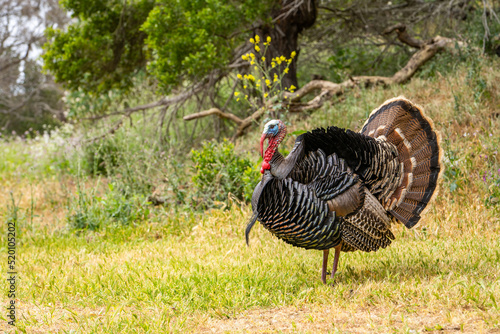 A male wild turkey with tail feathers spread stands in a meadow. Wildlife photography.