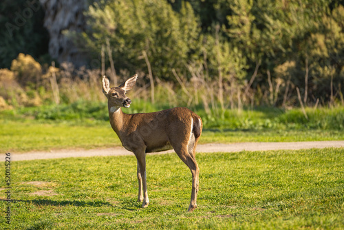 California Mule Deer (Odocoileus hemionus californicus) stands on a meadow.