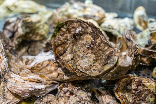 Fresh oysters in the supermarket. © Olga
