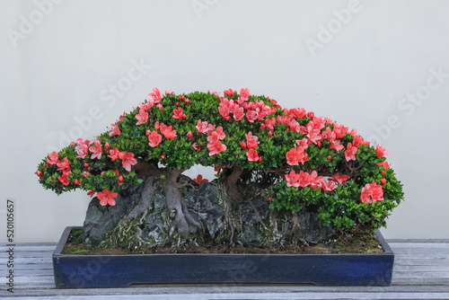 Exotic Japanese plant Satsuki Azalea photo