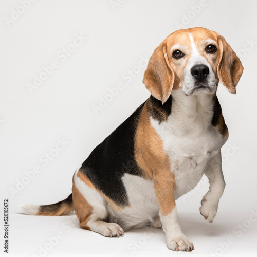 dog, beagle, brown, isolated, active, adorable, animal, attentive, background, beautiful, breed, canine, cute, doggy, domestic, ears, friend, fun, fur, hound, hunter, long, looking, mammal, pedigree, 