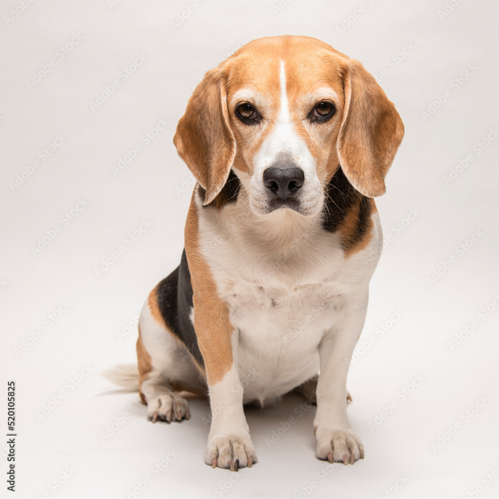Cute beagle dog on white background. 
