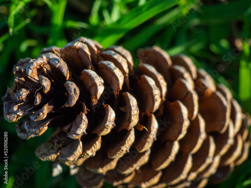 Fir cone on a background of green grass. Natural background. Close-up of a cone.