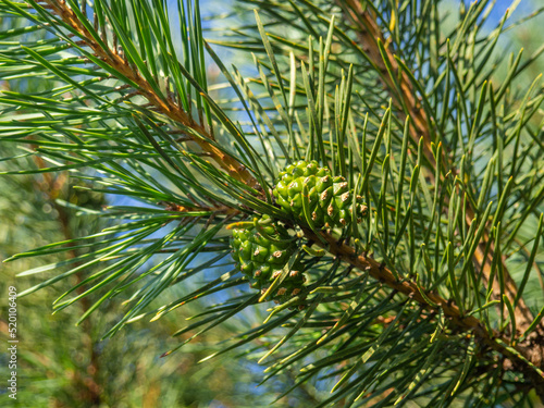 Young green pine cone. Pine branch with needles close-up. Foliage of a coniferous tree. Aroma