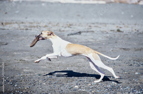 Whippet running outside on beach shore line carrying piece of wood in mouthv