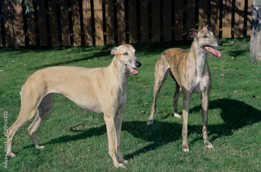 Two greyhounds standing in grass in yard