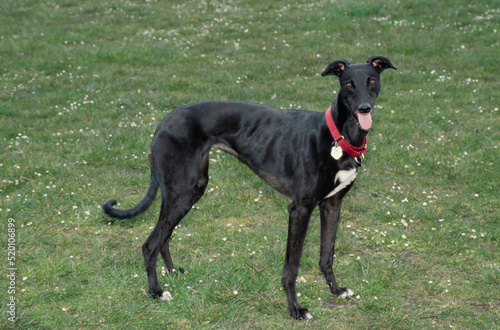 Greyhound standing in grass