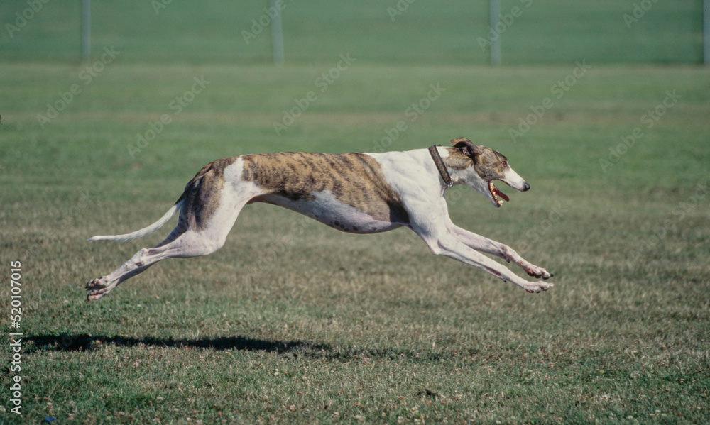 Greyhound running in grass Greyhound running in grass