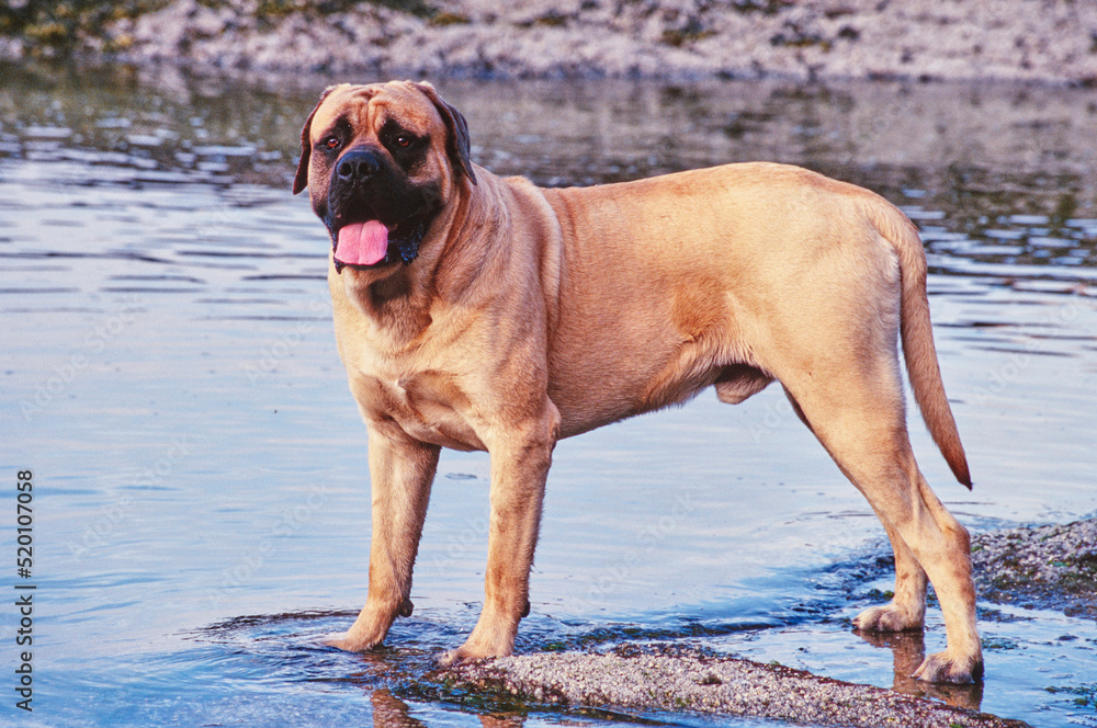 A mastiff dog at the edge of some water A mastiff dog at the edge of some water