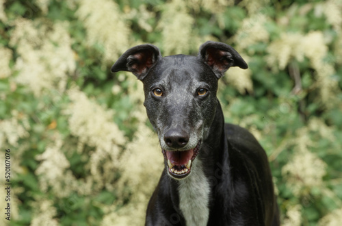 Closeup of greyhound face in front of bushes