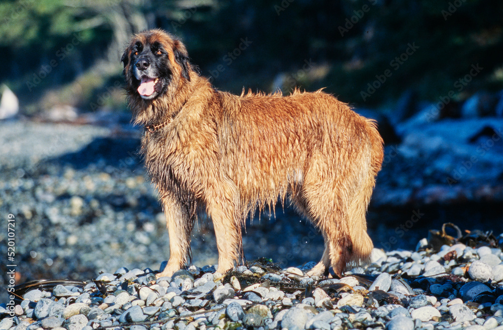 A Leonberger dog on a rocky beach A Leonberger dog on a rocky beach