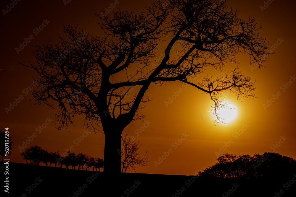 Silhueta da Árvore no Pôr do Sol