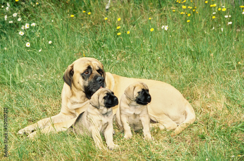 A mastiff dog and two puppies in grass