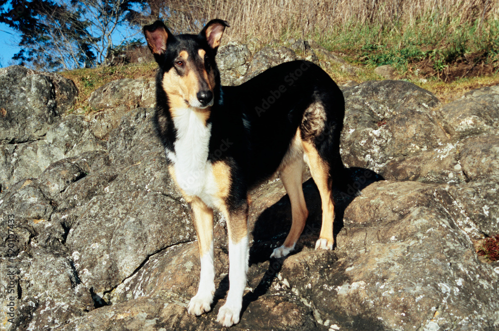 Collie dog standing on rocky surface outside Collie dog standing on rocky surface outside