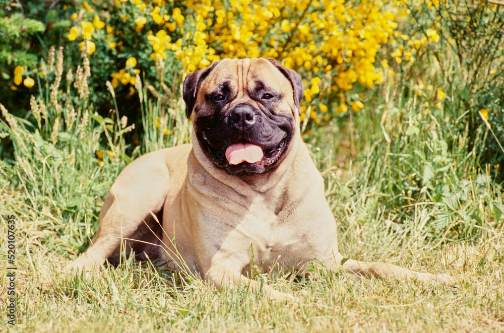 A bull mastiff dog in grass