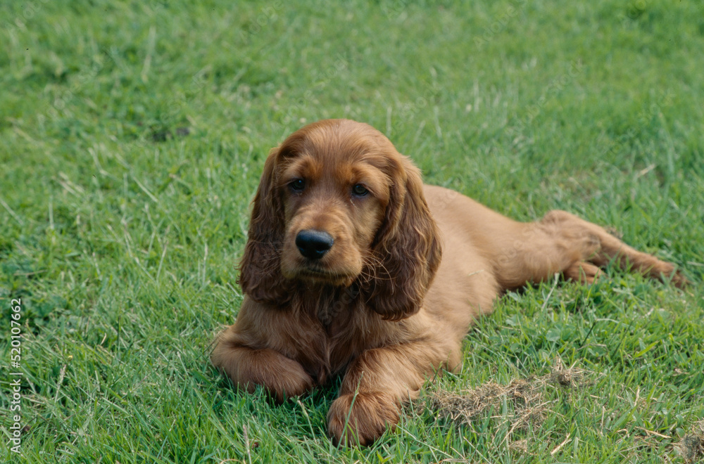 Irish Setter puppy in grass