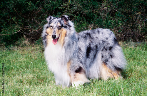 Collie dog standing in grass outside in front of bushes
