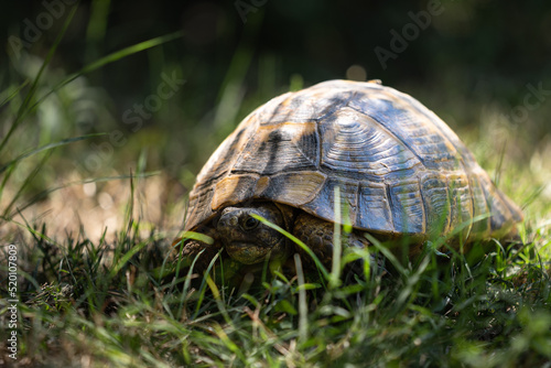 turtle on the grass