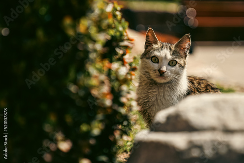 portrait of a cat