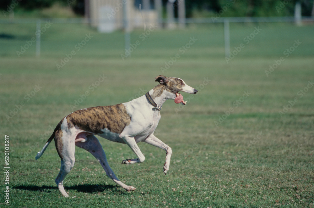 Greyhound running in grass