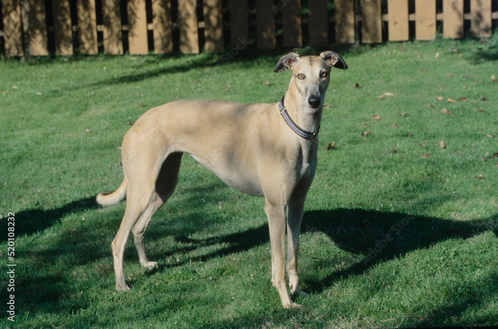 Greyhound standing in grass in yard