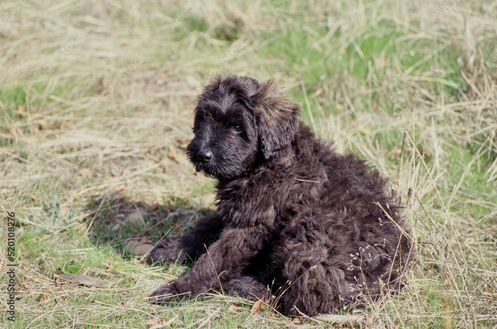 Bouvier puppy sitting on grass Bouvier puppy sitting on grass