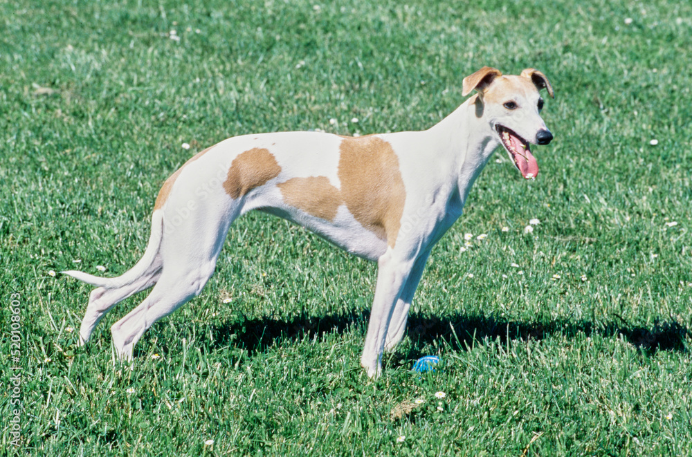 Whippet standing in grass outside with ball Whippet standing in grass outside with ball
