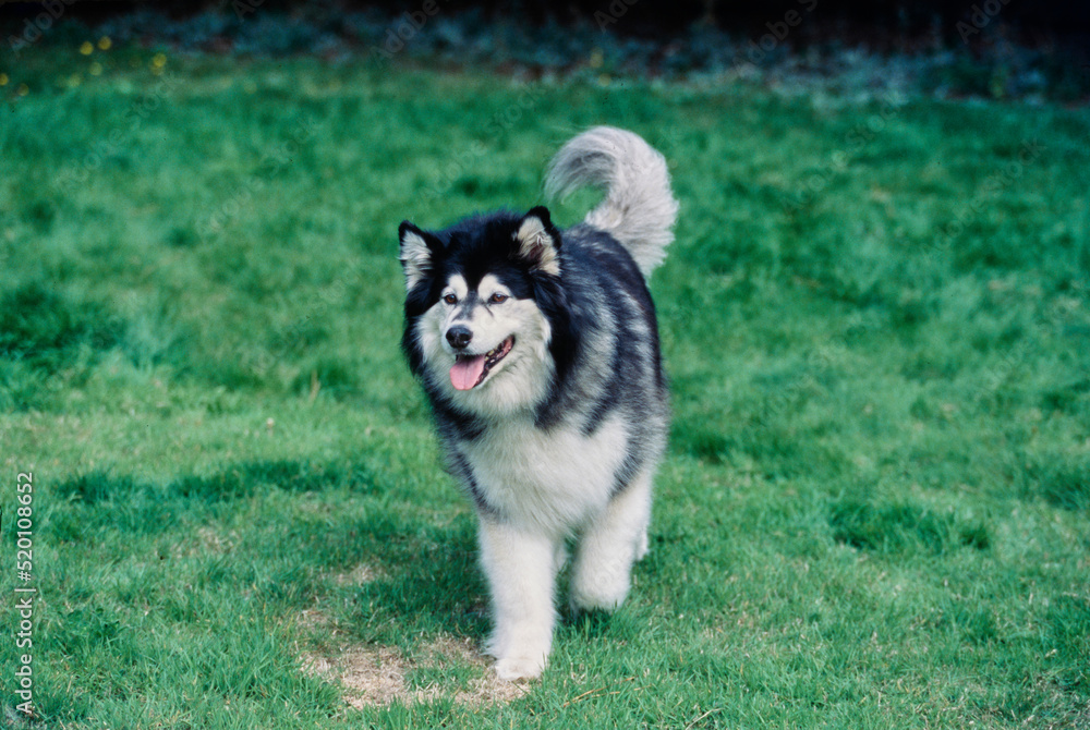 A malamute dog on grass
