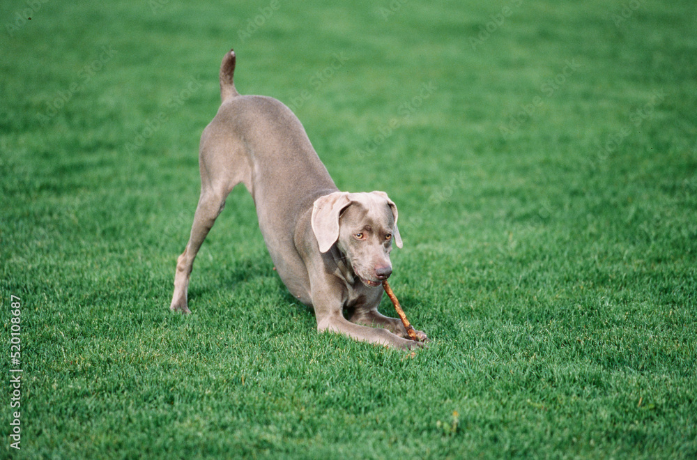 Weimaraner chewing on stick in grass outside Weimaraner chewing on stick in grass outside