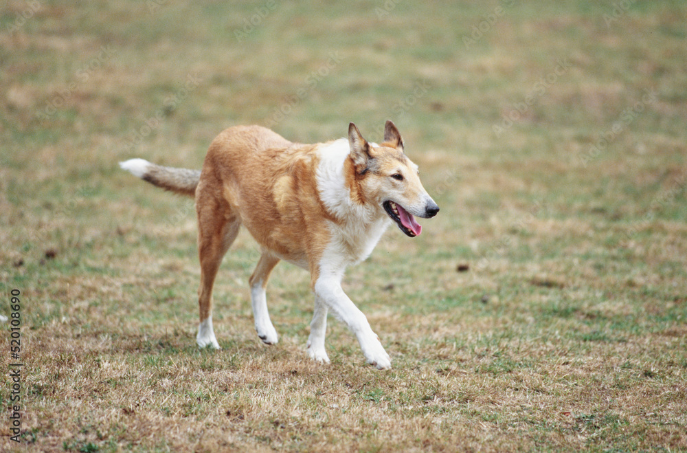 Collie dog running in grass outside Collie dog running in grass outside