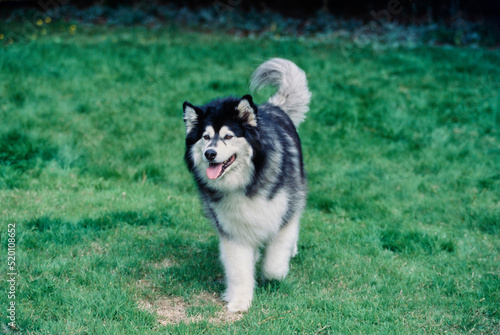 A malamute dog on grass