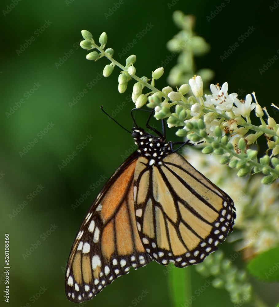 Obraz premium Monarch butterfly