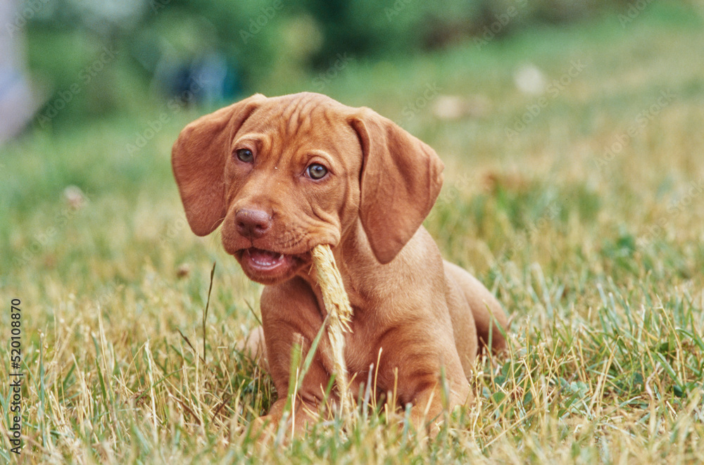 Vizsla puppy laying in grass outside chewing on stick Vizsla puppy laying in grass outside chewing on stick
