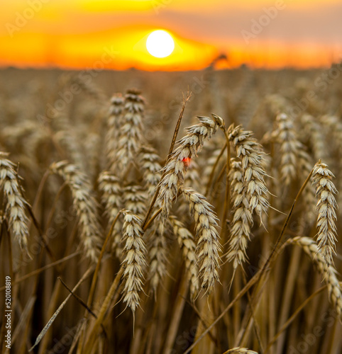 Agricultural field in a sunset. Golden ears of wheat on a field. Agriculture. Harvest.