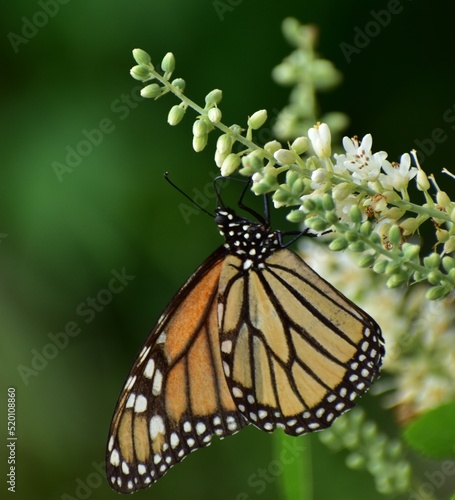 Monarch butterfly © Jeff N.