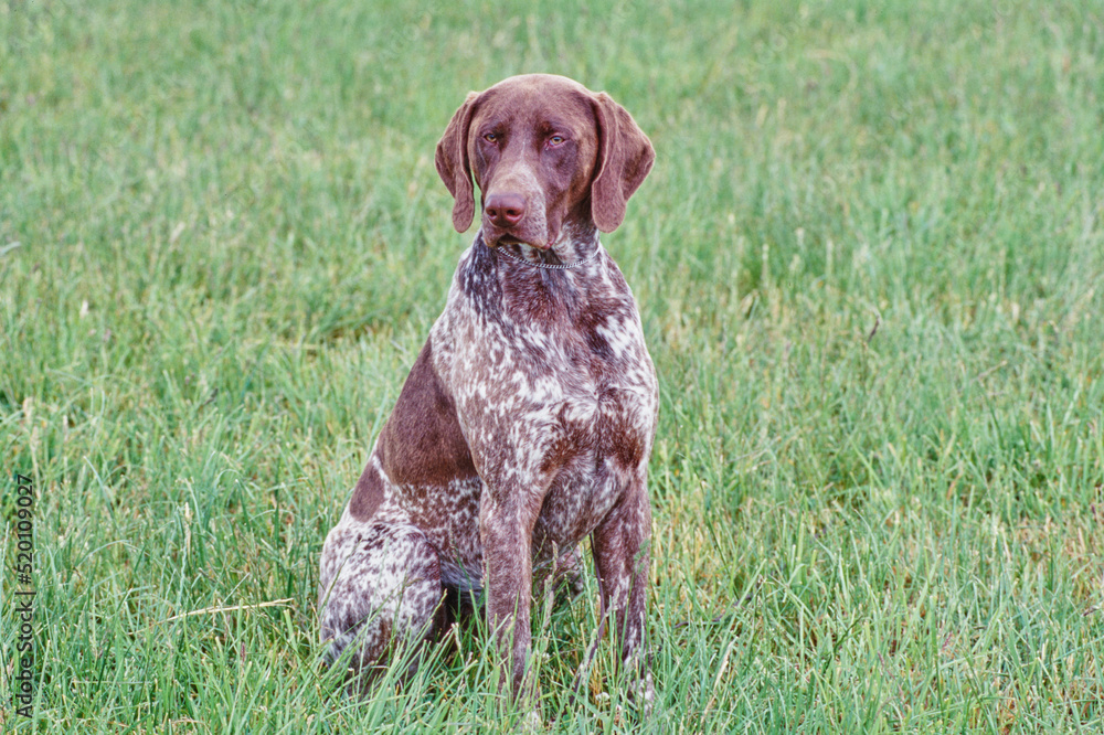 A German shorthaired pointer dog in grass