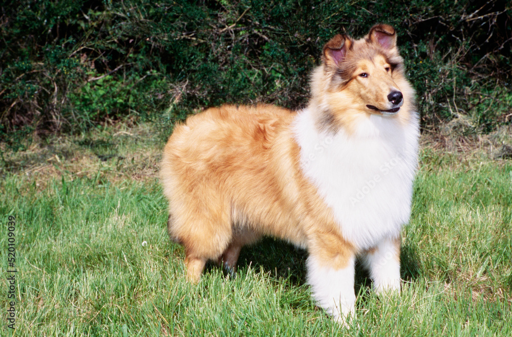 Collie dog standing in grass outside in front of bushes Collie dog standing in grass outside in front of bushes
