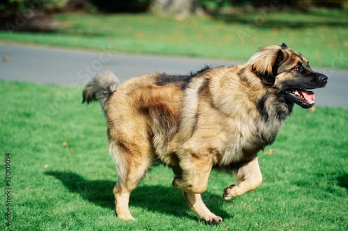 A Leonberger dog in grass photo