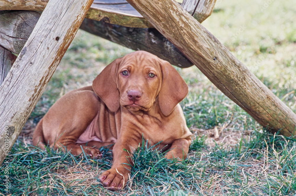 Vizsla puppy laying down outside under log table Vizsla puppy laying down outside under log table